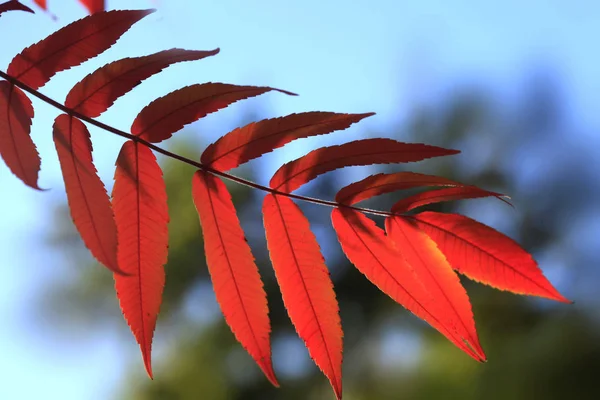Folhas Outono Coloridas Parque — Fotografia de Stock