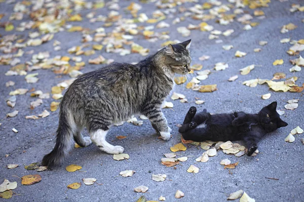 Porträtt Fluffig Vild Katt — Stockfoto