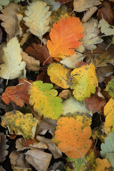 Colorful Autumn Leaves Park — Stock Photo, Image