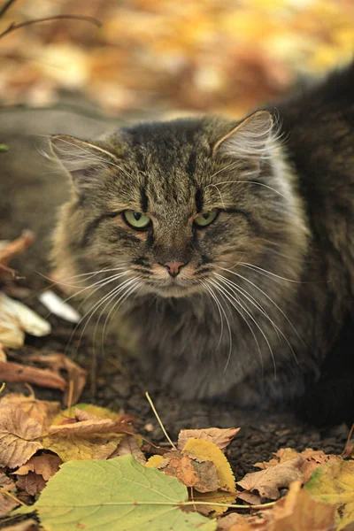 Tüylü Vahşi Kedi Portresi — Stok fotoğraf
