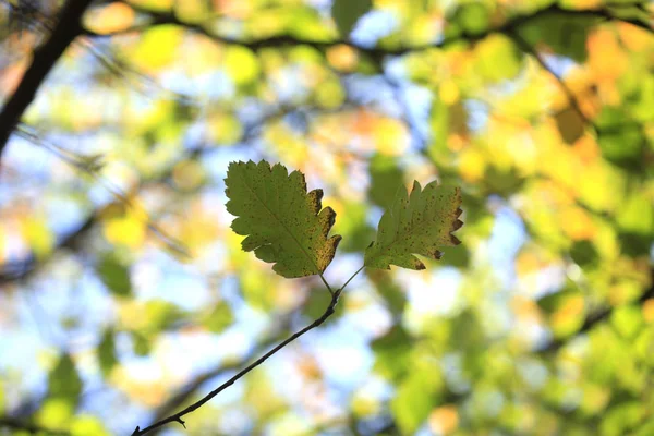 Folhas Outono Coloridas Mudando Cor — Fotografia de Stock