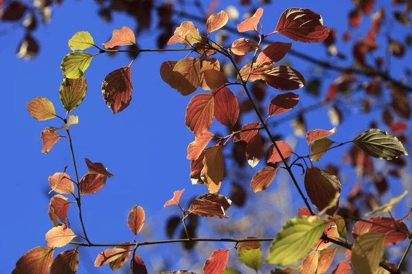 colorful autumn leaves changing color