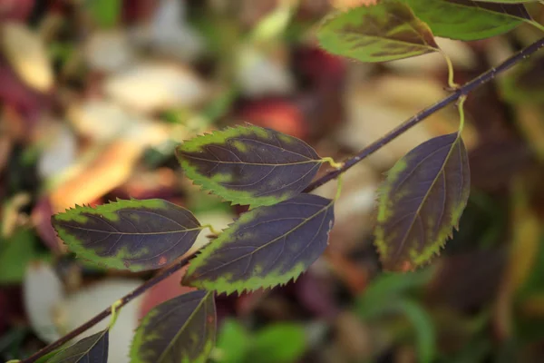 Colorful Autumn Leaves Changing Color — ストック写真