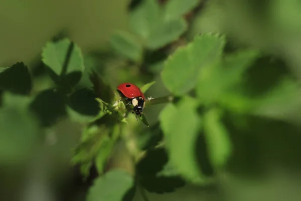 Ladybug Сидит Растении Летнем Саду — стоковое фото