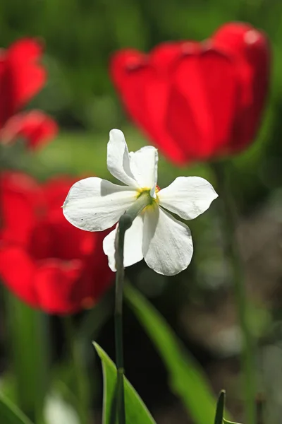White Red Flowers Summer Garden — Stock Photo, Image