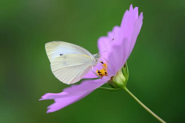 花の上に座ってホワイト バタフライ — ストック写真