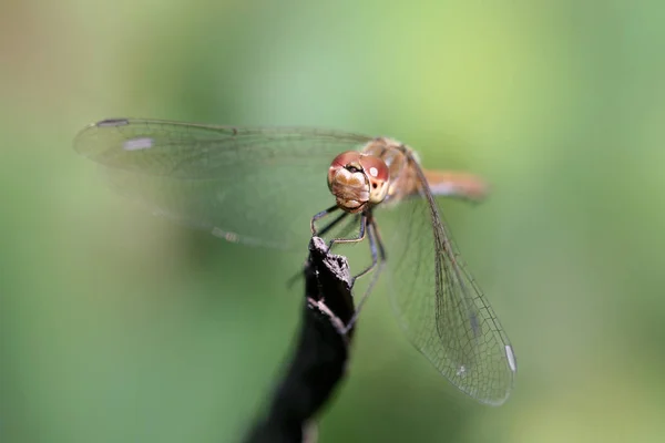 Libelle Sitzt Auf Pflanze Sommergarten — Stockfoto