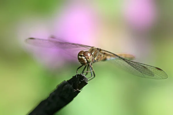 Vážky Sedící Rostlině Letní Zahradě — Stock fotografie