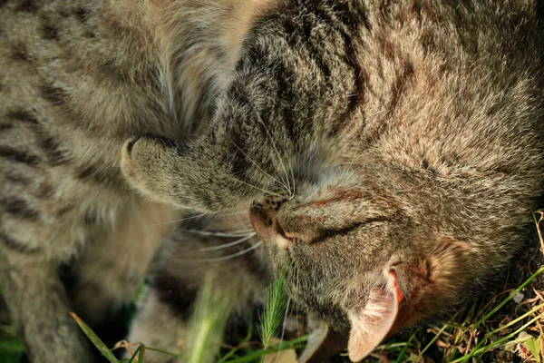 Porträtt Randig Fluffig Katt — Stockfoto