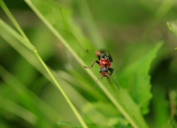 Bonito Bug Primavera Jardim Verde — Fotografia de Stock