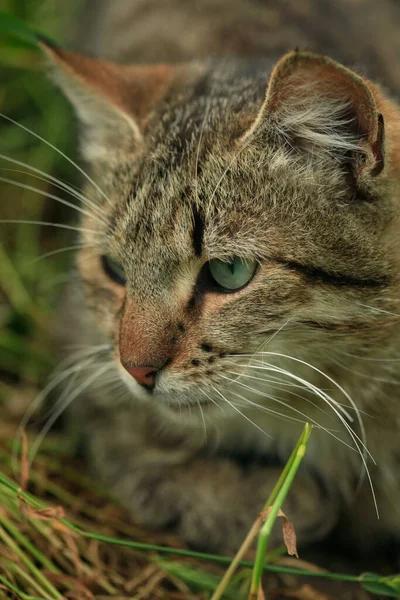 털북숭이 고양이의 — 스톡 사진
