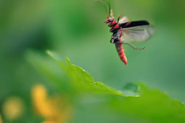 Cute Wiosna Bug Zielonym Ogrodzie — Zdjęcie stockowe