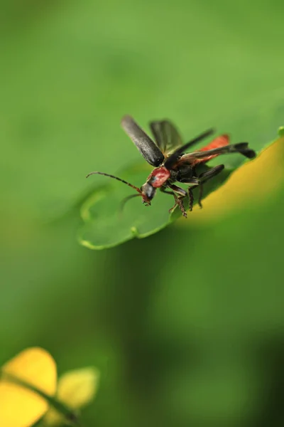 Leuke Lentewants Groene Tuin — Stockfoto