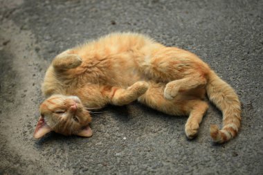 Vahşi kırmızı kedinin portresi