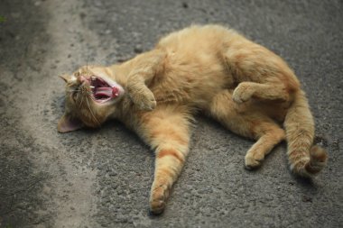 Vahşi kırmızı kedinin portresi