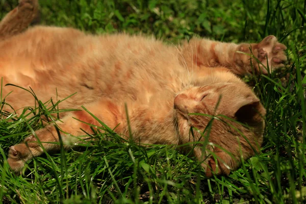 Ritratto Gatto Rosso Selvatico — Foto Stock