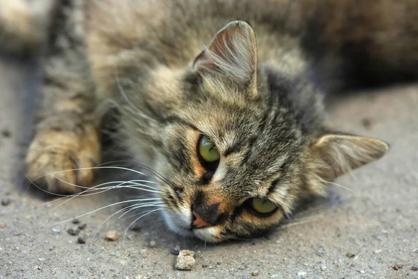 Vilda Grå Katter Sommargården — Stockfoto