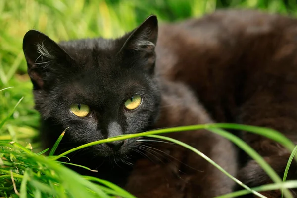 Retrato Gato Preto Selvagem — Fotografia de Stock