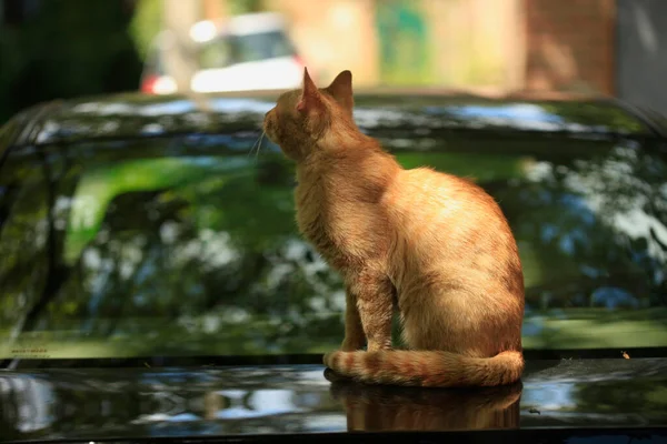 Retrato Gato Rojo Salvaje — Foto de Stock