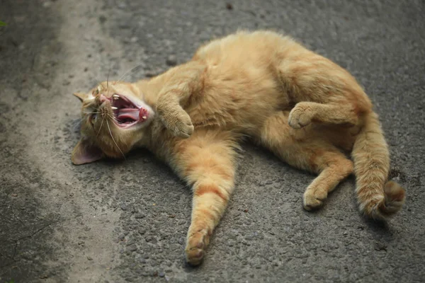Retrato Gato Rojo Salvaje —  Fotos de Stock