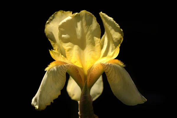 Iris Amarillo Sobre Fondo Negro —  Fotos de Stock