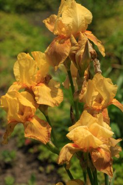 Yaz bahçesinde renkli zambak