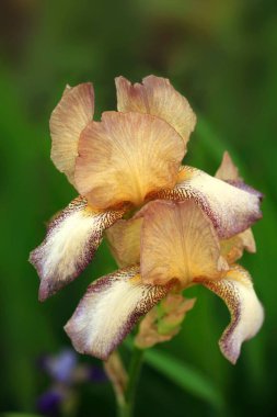 Yaz bahçesinde renkli zambak