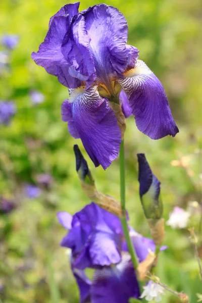 Iris Viola Nel Giardino Estivo — Foto Stock