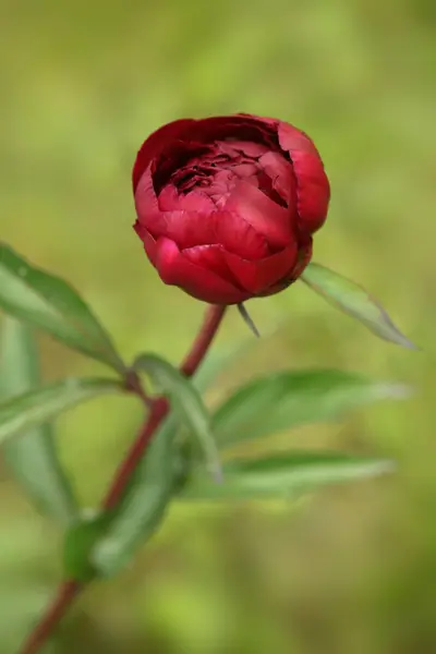 Flor Roja Jardín Verano — Foto de Stock