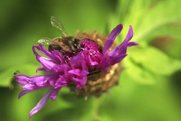Bijen Vliegen Kleurrijke Bloem — Stockfoto