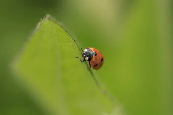 Mariquita Roja Sentada Planta Verde — Foto de Stock