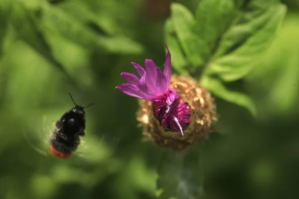 Biene Fliegt Über Bunte Blume — Stockfoto