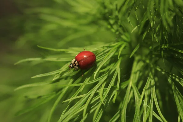 Red Ladybug Sitting Green Plant — Stock Photo, Image