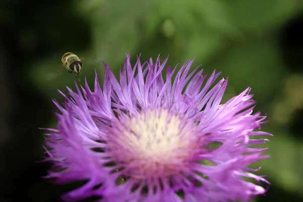 Biene Fliegt Über Bunte Blume — Stockfoto