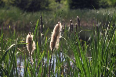 Doğanın arka planında dalgalı göl