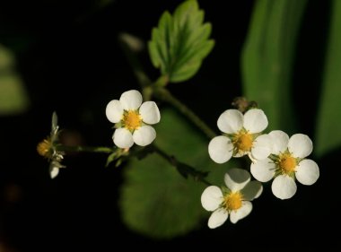 Siyah arkaplanda küçük beyaz çiçekler