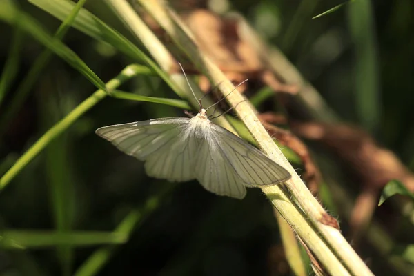 White Butterfly Sitting Plant — Stock Photo, Image