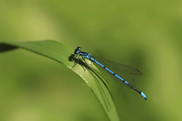 Blue Tiny Dragonfly Sitiing Plant — Stock Photo, Image