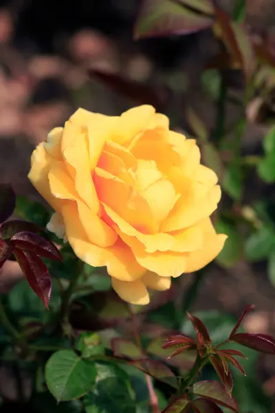 Kleurrijke Rozen Zomertuin — Stockfoto