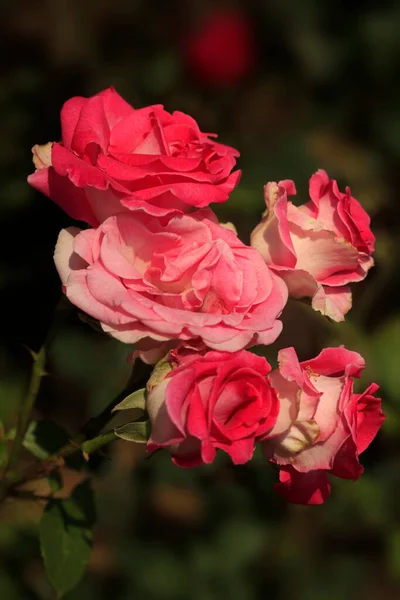 Värikkäitä Ruusuja Kesäpuutarhassa — kuvapankkivalokuva