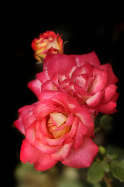 Rosas Coloridas Jardín Verano —  Fotos de Stock