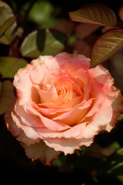 Rosas Coloridas Jardim Verão — Fotografia de Stock