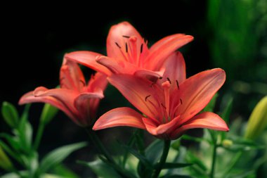 Siyah arkaplanda turuncu zambaklar