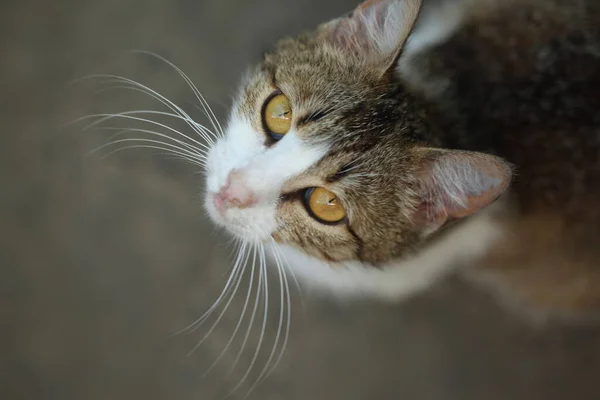 Retrato Gato Listrado Selvagem — Fotografia de Stock