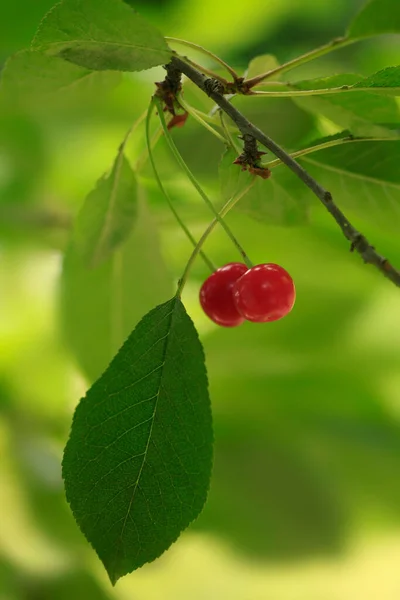 Cereja Vermelha Árvore Cereja — Fotografia de Stock