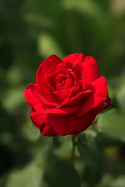 Rote Rosen Sommergarten — Stockfoto