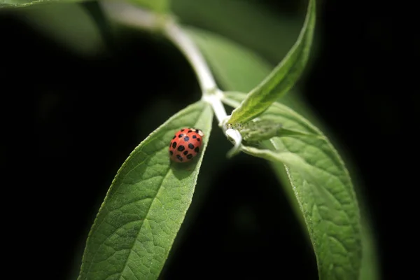 Mariquita Roja Sentada Planta — Foto de Stock