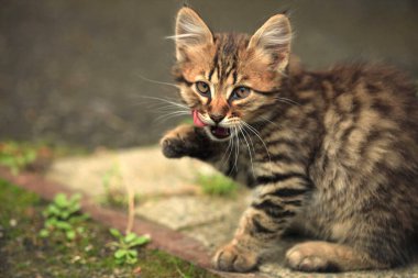 Tüylü vahşi kedi portresi