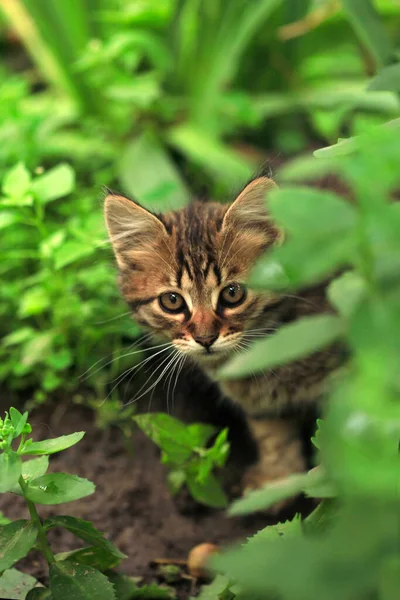 Porträtt Fluffig Vild Katt — Stockfoto