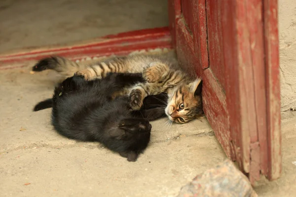 Porträt Einer Flauschigen Wildkatze — Stockfoto